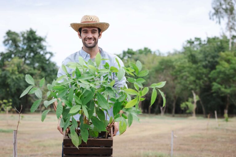 Contabilidade Para Agronegócio Em Cuiabá Mt - Icontabiliza