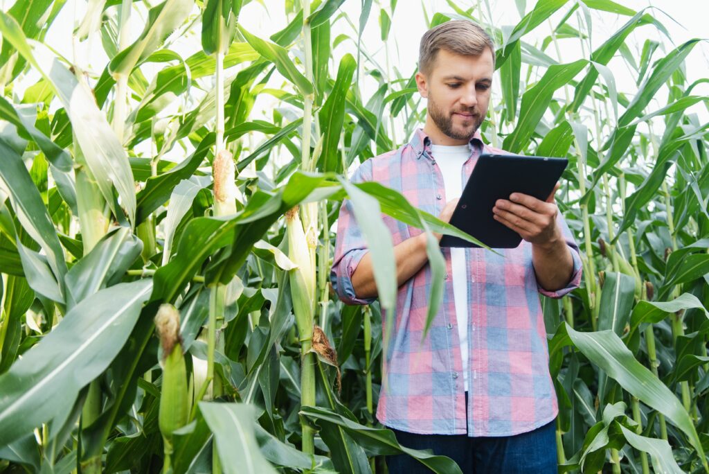 Agronomist Holds Tablet Touch Pad Computer In The Corn Field And Examining Crops Before Harvesting. Agribusiness Concept. Brazilian Farm. - Icontabiliza